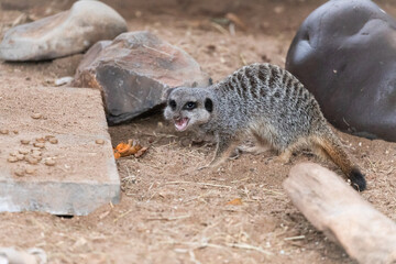 Meerkat (Suricata suricatta) agressively calling