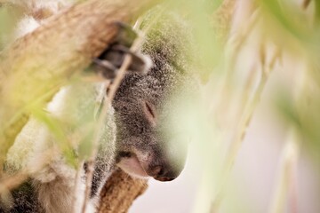 Koala im Eukalyptusbaum © Peter