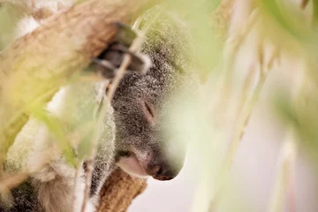 Wandaufkleber Koala im Eukalyptusbaum © Peter