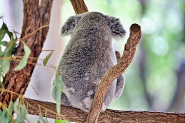 Koala im Eukalyptusbaum