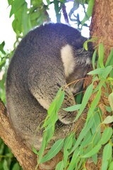 Koala im Eukalyptusbaum