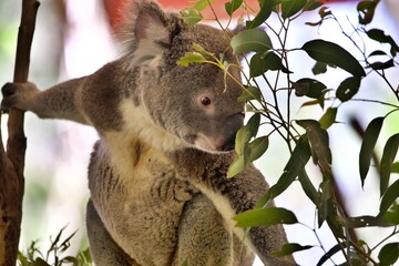 Koala im Eukalyptusbaum