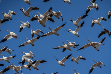 Snow geese (Anser caerulescens) fly against a blue-sky background on spring migration North stop at Middle Creek Wildlife Management Area in Lancaster County, Pennsylvania 
