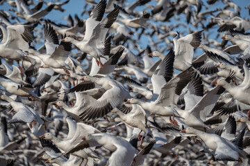 Snow geese (Anser caerulescens) fly against a blue-sky background on spring migration North stop at Middle Creek Wildlife Management Area in Lancaster County, Pennsylvania 