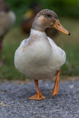 Duck walking on a path in a field of grass