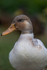 Closeup of a duck brown head