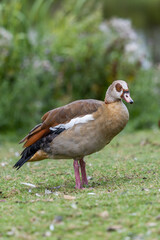 Red brown goose  in a field