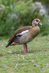 Red brown goose  in a field