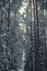 Fototapeta premium frosty forest snow-cowered fir and pine trees winter road background Christmas Scene