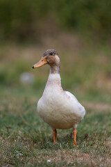 duck on the grass field