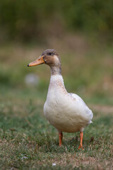 duck on the grass field