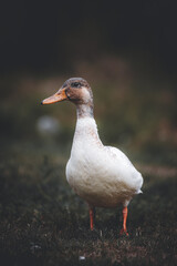 duck on the grass field