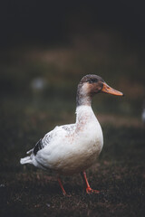 brown headed duck in a field