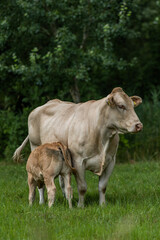 Naklejka na ściany i meble cow and calf in a field