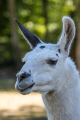 Fototapeta premium close up of a white alpaca lama