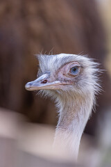 close up of an ostrich head