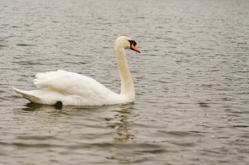 A pair of white swans floats on the water. A white swan glides on the water lit by the morning sun.