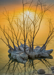 Dry bush in Dead Sea salt crystals in the rays of the sun at dawn.