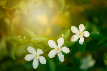 Egzotyczne białe kwiaty z Tajlandii. Ciepłe światło w egzotycznym ogrodzie. - obrazy, fototapety, plakaty