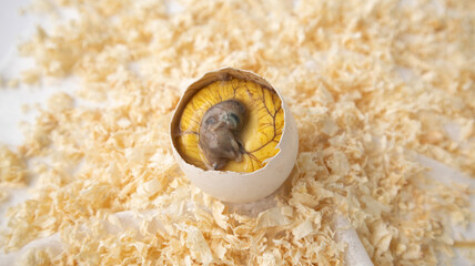 Chicken embryo in an eggshell. Small chicken carcass with blood vessels attached to it. Fertilized...