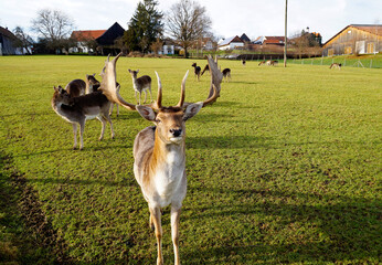 beautiful fallow deer on a sunny and warm December day in the Bavarian village Konradshofen...
