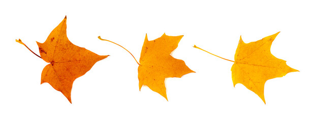 Autumn Leaf Set Isolated, Colored Autumn Tree Leaves, Red Orange Foliage, Fall Leaf on White Background