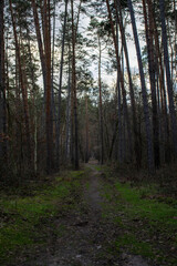 footpath in the woods