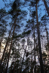 Fototapeta premium forest in the morning