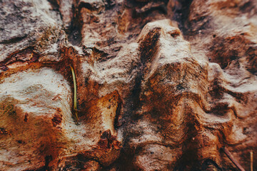 Abstract landscape of a tree trunk