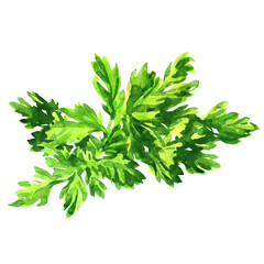 Fresh green parsley leaves, natural organic healthy food, vegetarian ingredient, isolated object, close-up. Design element for package, shops, markets. Hand drawn watercolor illustration on white