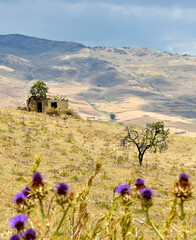 Sicilian landscape with old house, pasture with thistles, Sicily, Italy, Europe - obrazy, fototapety, plakaty