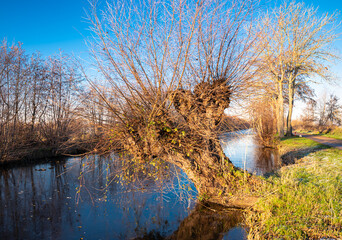 Pollard willow at the water's edge on a sunny day in winter