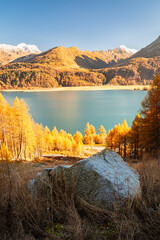 Larch trees with autum colors around Lake Sils, Switzerland with large rock in the foreground