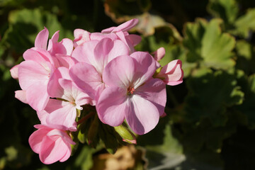 pink geranium flowers in sunlight in the garden