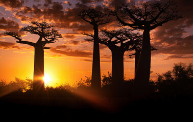 Silhouettes of baobabs in the rays of the setting sun