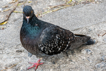 pigeon on the ground
