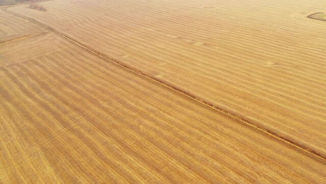 Flying over dry stubble after harvesting wheat in Ukraine: a drone flies over a field in the summer. Yellow straw in the field after the grain harvest - aerial drone shot of Field Stubble.