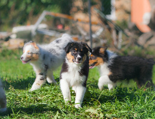 Naklejka na ściany i meble Funny Australian Shepherd puppies playing in the park