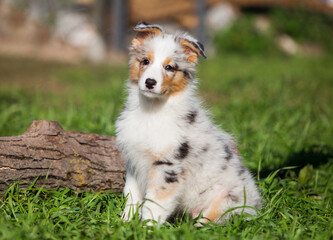 Funny Australian Shepherd puppies playing in the park