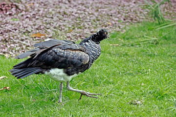 Horned screamer bird walking on the grass