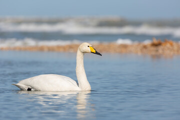 Elegant Whooper Swan (Cygnus cygnus) on the banks of a river