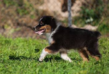 Funny Australian Shepherd puppies playing in the park