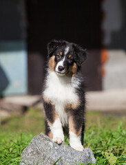 Funny Australian Shepherd puppies playing in the park