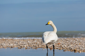Elegant Whooper Swan (Cygnus cygnus) on the banks of a river