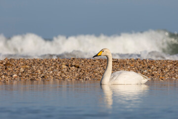 Elegant Whooper Swan (Cygnus cygnus) on the banks of a river