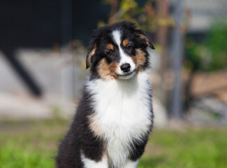 Funny Australian Shepherd puppies playing in the park