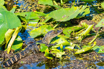 alligator in the swamp