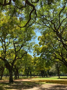 BUENOS AIRES - Park floor covered by petals of the Tipuana tipu tree. Illustrative editorial content.