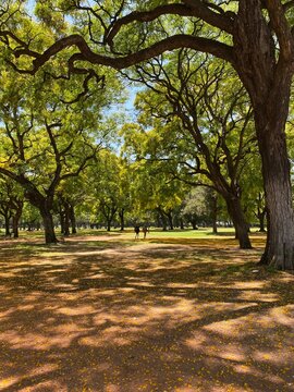 BUENOS AIRES - Park floor covered by petals of the Tipuana tipu tree. Illustrative editorial content.