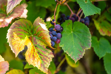 Close-up of grapes in the vineyard. Österbotten/Pohjanmaa, Finland. 